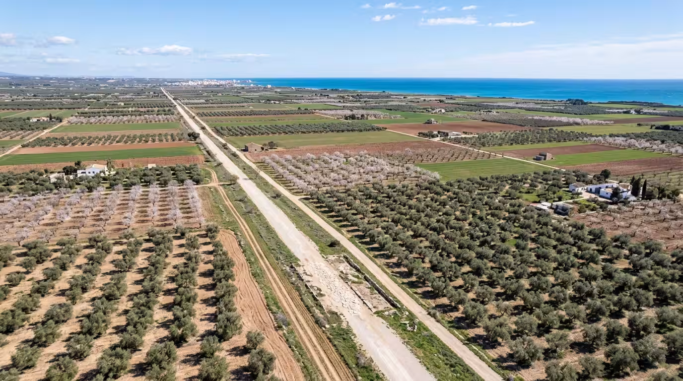 A wide cinematic aerial view of the ancient Via Augusta road tracing through the flat agricultural plains of Castellón, Spain, flanked by rows of ancient olive trees and almond groves in full blossom,