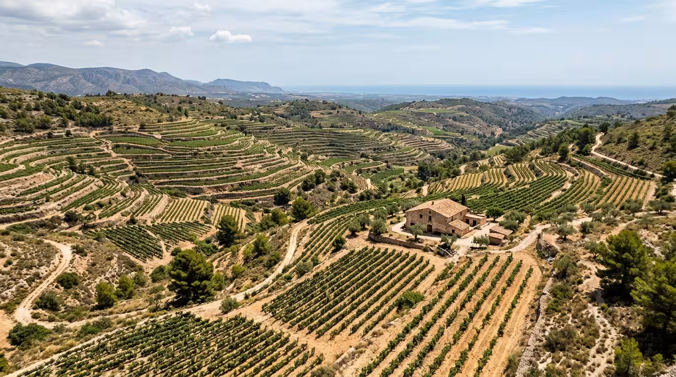 A wide cinematic aerial shot of terraced vineyards in the interior hills of Castellón province under clear midday light, with rows of old vines in deep green against ochre limestone soil, a stone farm