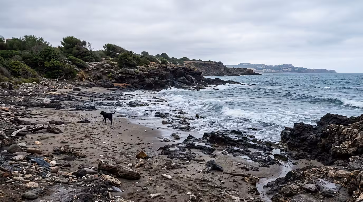 Photorealistic scene of the rocky Renegà beach in Oropesa del Mar on a bright overcast winter morning, dark wet stones and coarse sand, twisted low Mediterranean vegetation, a black Labrador trotting 