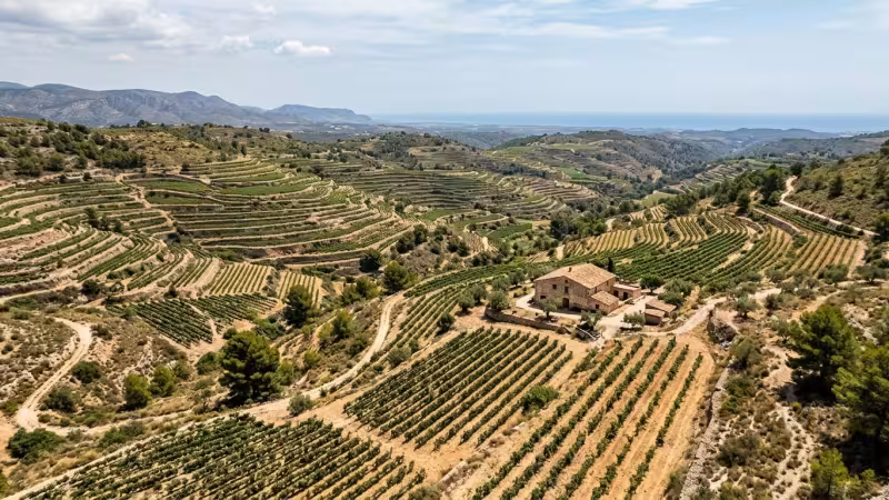 Vino de Castellón: bodegas, rutas enológicas y maridajes desde Oropesa del Mar